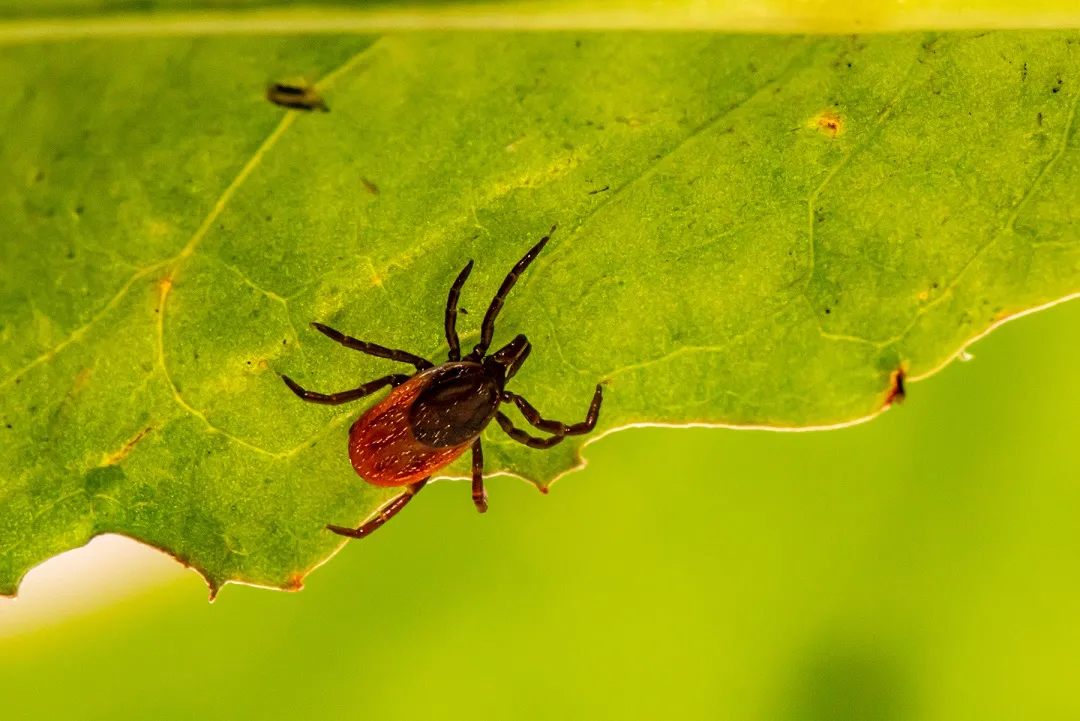 Maladie de Lyme pendant la grossesse