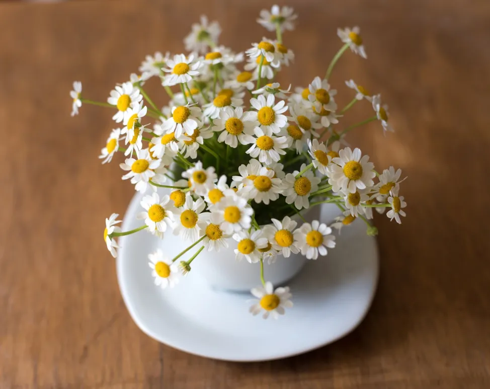 Chamomile in pregnancy - is it safe?